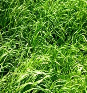 american ryegrass