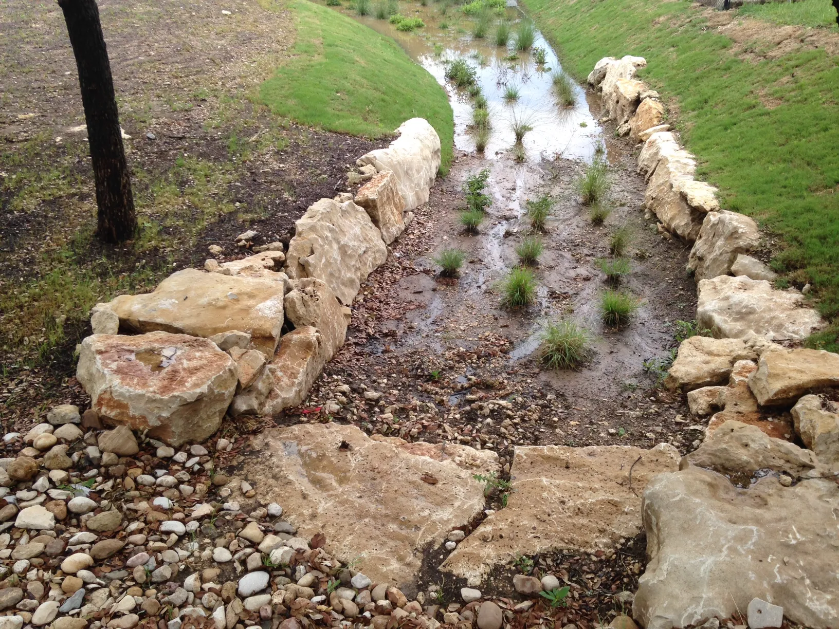 What is a Rain Garden?